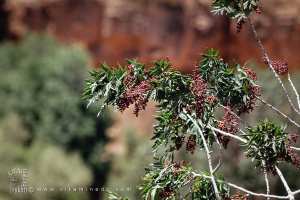 Pistachier du Maghreb près de Oued Hounet, Commune de Hounet, Wilaya de Saïda