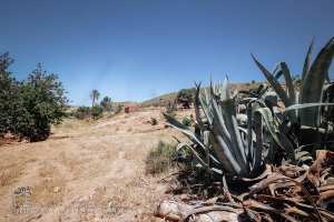 Agaves, Commune de Hounet, Wilaya de Saïda