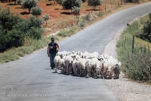 Route vers Hounet et ses bergers, Commune de Hounet, Wilaya de Saïda