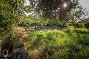 Quelques vestiges de Rusgunia dans le jardin du Fort Tamenfoust