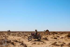 Chott El Chergui à sec : L’été 2022, un désert sans fin