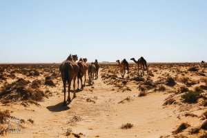قافلة الجمال تعبر شط الشرڨي: أغسطس 2022، عبور في الصحراء