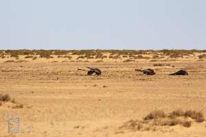 Trois ânes morts de soif : La cruauté du désert impitoyable