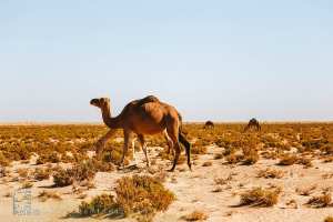 قطيع من الإبل: الوحدة في اتساع الصحراء