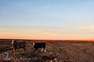 Sur les pistes infinies de la steppe, deux vaches au détour du Bordj Khneg Azir