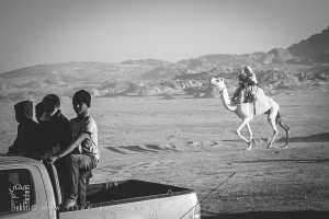 L’élan du désert et l’émerveillement des jeunes - Fête du chameau (Tit, Tamanrasset, Décembre 2013)