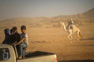 اندفاع الصحراء وانبهار الصغار - احتفالية الجمل (تيوت، تمنراست، ديسمبر 2013)