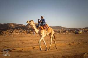 حماسة الشباب في سباق الصحراء - احتفالية الجمل (تيوت، تمنراست، ديسمبر 2013)