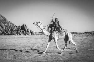 La détermination du chamelier et l’élan du désert - Fête du chameau (Tit, Tamanrasset, Décembre 2013)