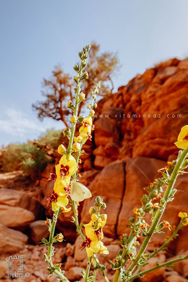 نبتة البُوصِيرُ