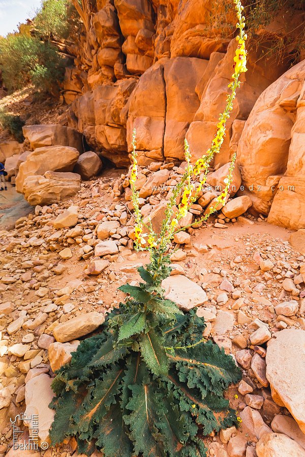 البوصير الأطلسي ي الحديقة الوطنية جبل عيسى