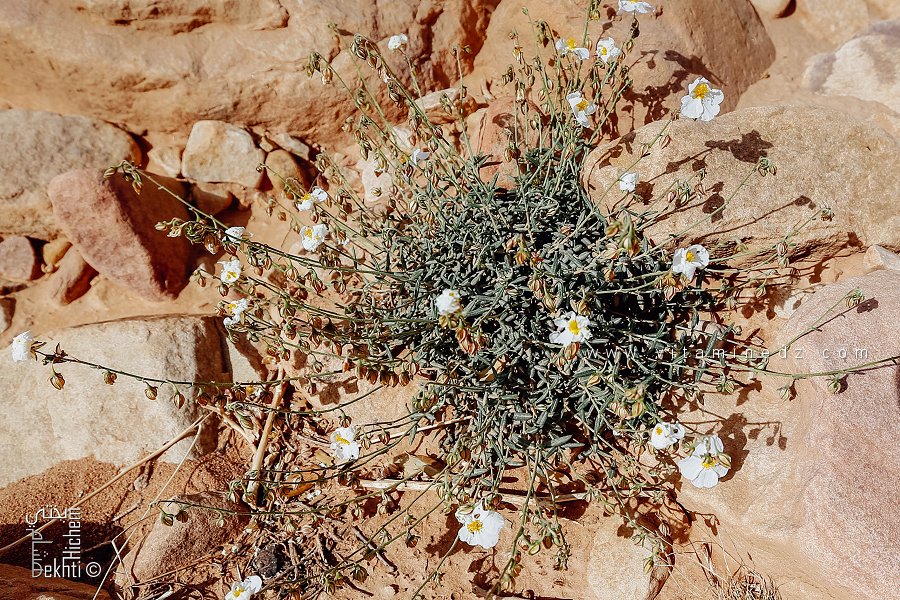 L'hélianthème poilu au Parc national de Djebel Aissa (Wilaya de Naama)