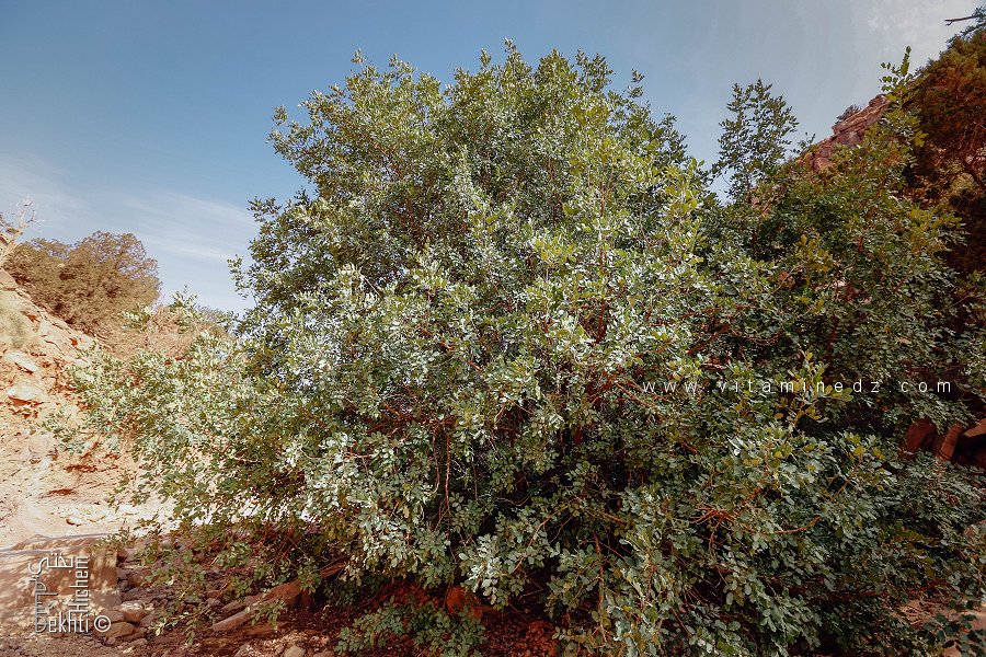 Le genre Pistacia, de la famille des Anacardiaceae au Parc national de Djebel Aissa