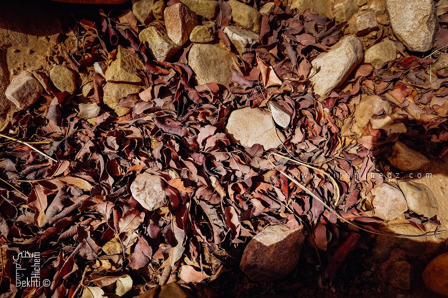 Feuilles mortes du Pistachier de l'Atlas