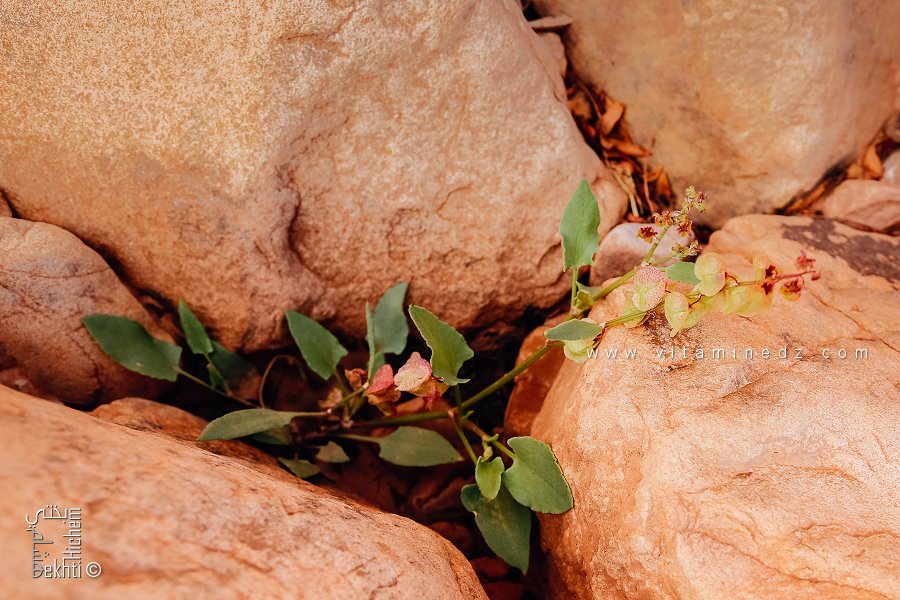 Rumex vesicarius au Parc national de Djebel Aissa