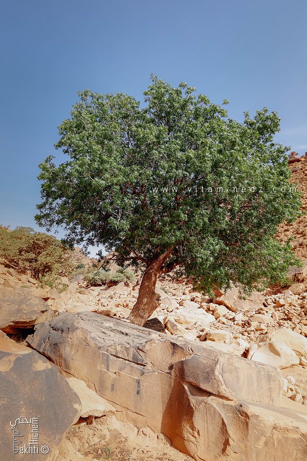 البطم الأطلسي بحظيرة جبل عيسى ولاية النعامة