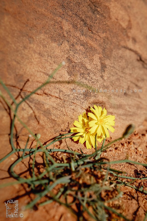 Launée à tiges nues Launaea nudicaulis (Parc National de Djebel Aissa, Naama)