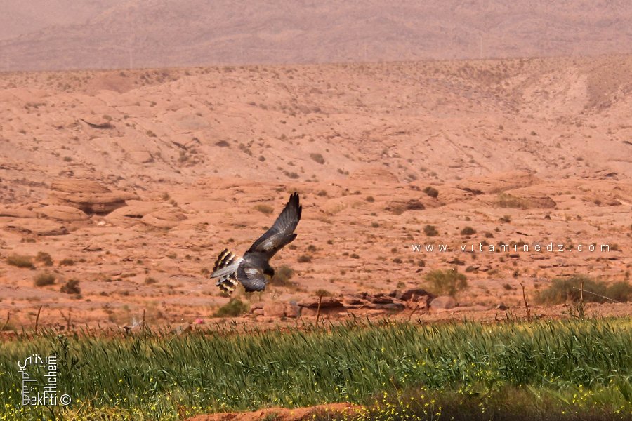 Le Busard maure (Circus maurus) au Parc national de Djebel Aissa