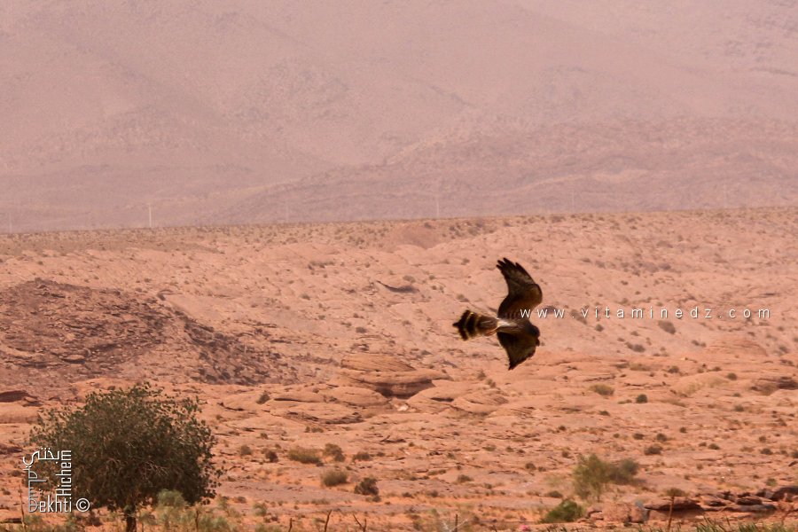 مُرْزَة سوداء أو هار أسود بحظيرة جبل عيسى ولاية النعامة