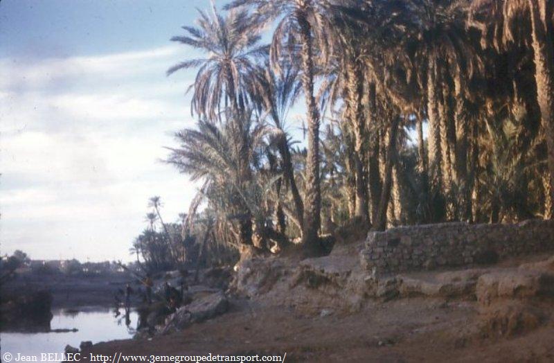 Palmeraie de Béchar