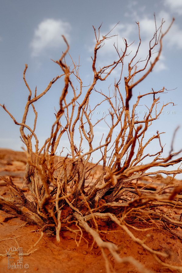 Djebel Aïssa (Naâma) : plante sauvage