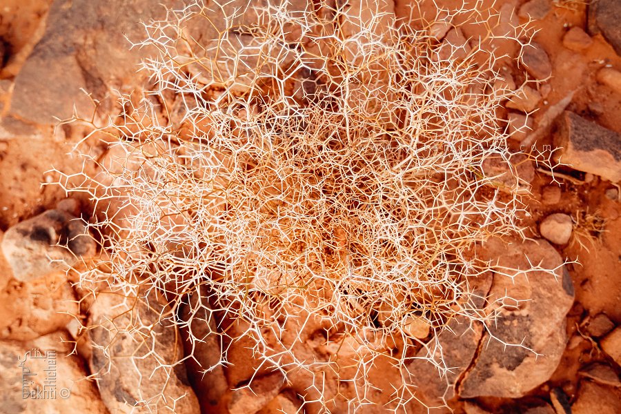 Parc national de Djebel Aissa : Plante sauvage asséchée