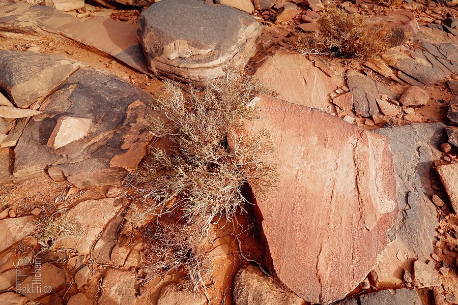 Plante sauvage : Parc national de Djebel Aissa