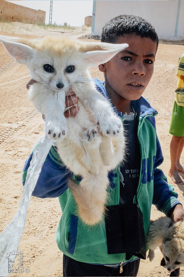 Le Fennec est considéré comme l'un des animaux emblématiques de l'Algérie.