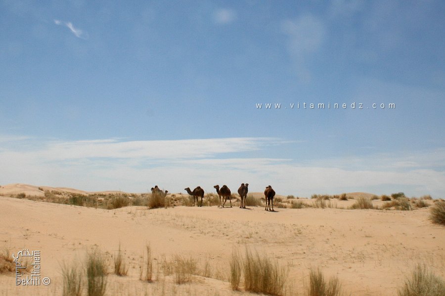 Désert du Souf (Commune Mih Ouensa, Wilaya de d'El Oued)