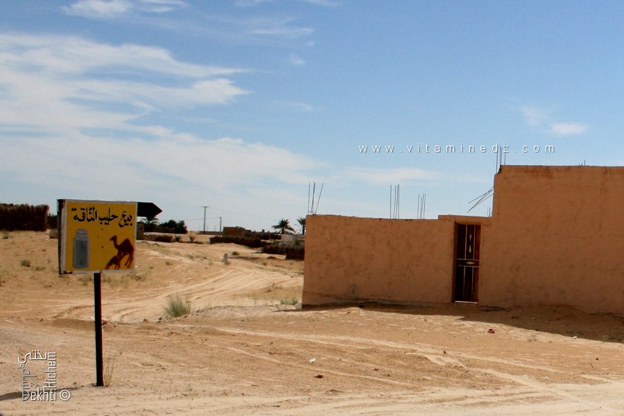 بيع حليب الإبل في ميه أونسة (الوادي)