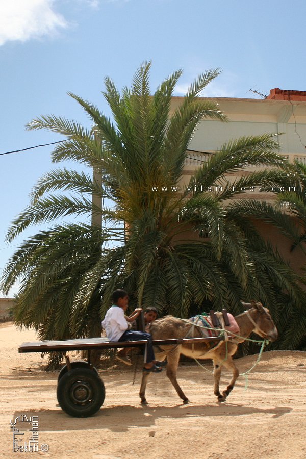 Enfants tractés par un âne dans le village de Mih Ounsa (El Oued)