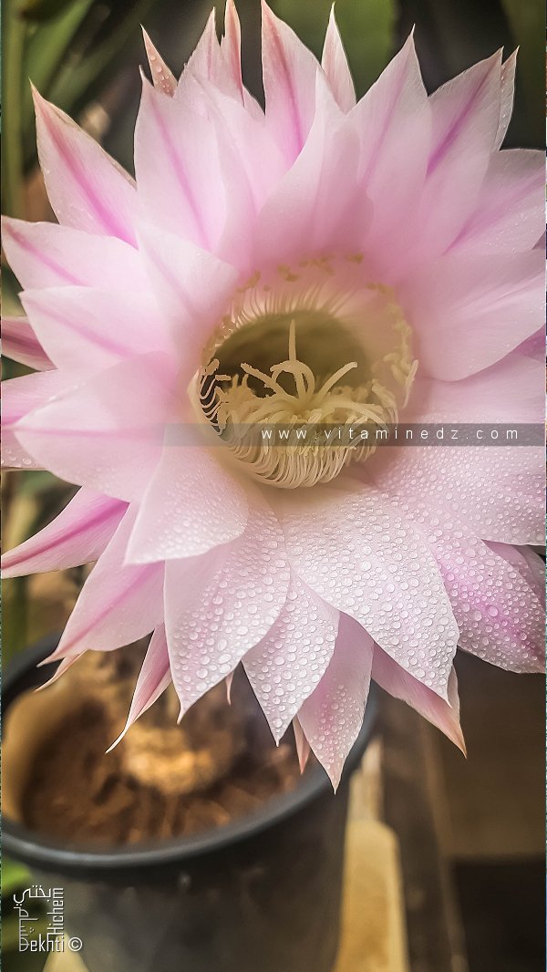 إشينوبسيس (صبار القنفذ)