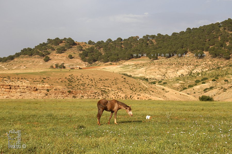 Commune de Aouf : Forêt de Ain Al yhoudi