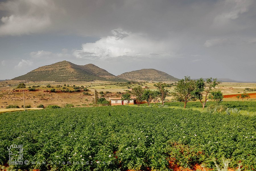 Agriculture à la commune de Aouf (Wilaya de Mascara)