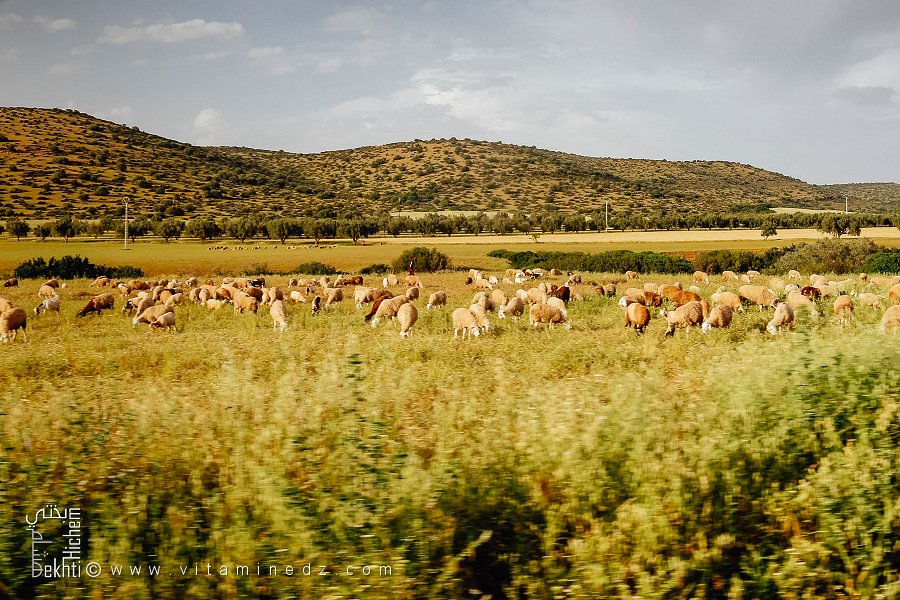 L'élevage est très présent dans les pâturages de la plaine de Ghriss (Mascara)
