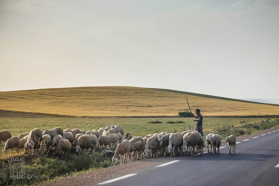 Cheptel de la plaine de Ghriss