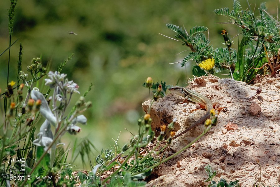 Un lézard au Parc National du Djurdjura