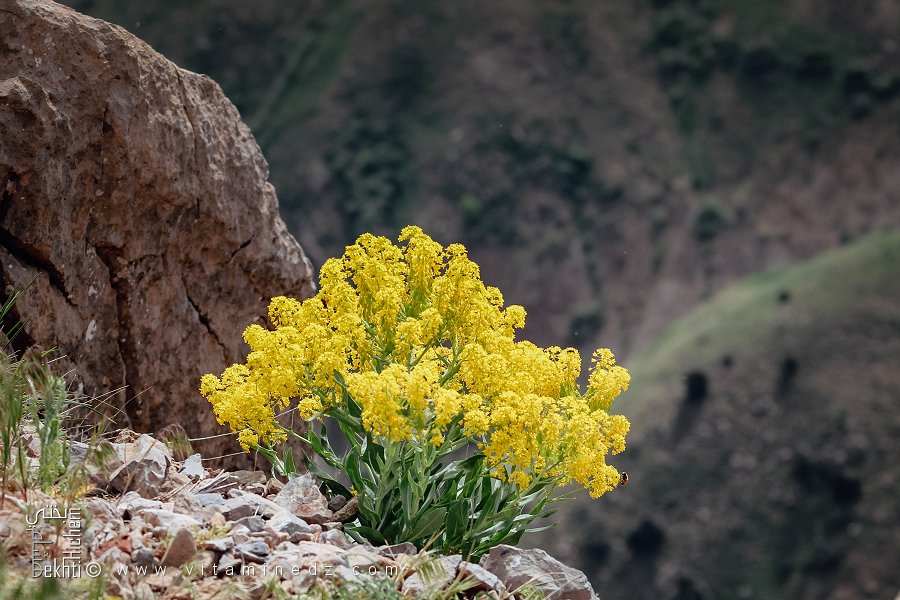 Flore du Parc National du Djurdjura