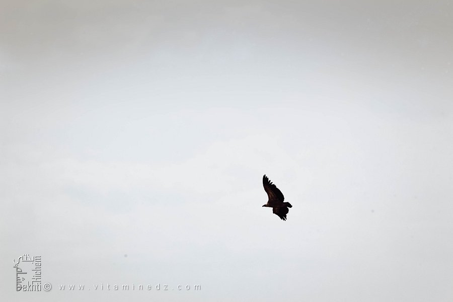 Aigle Royal au Parc National du Djurdjura