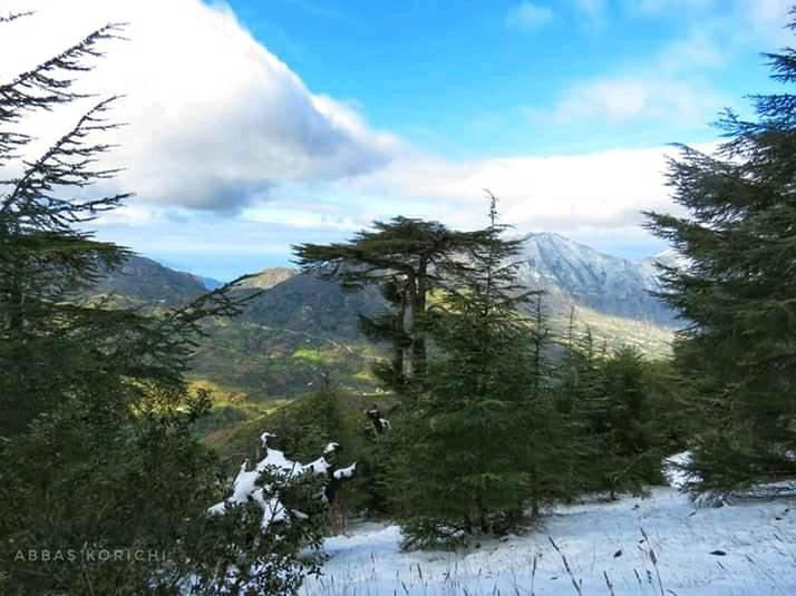 غابات الأرز الاطلسي في جبال تاكوشت بخراطة