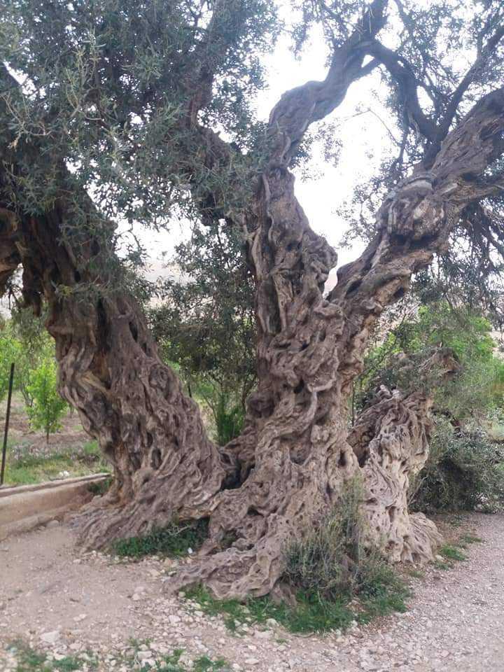 Planète (Algérie/Afrique) - Tkout/Batna: Le plus vieux olivier de l'Afrique du nord