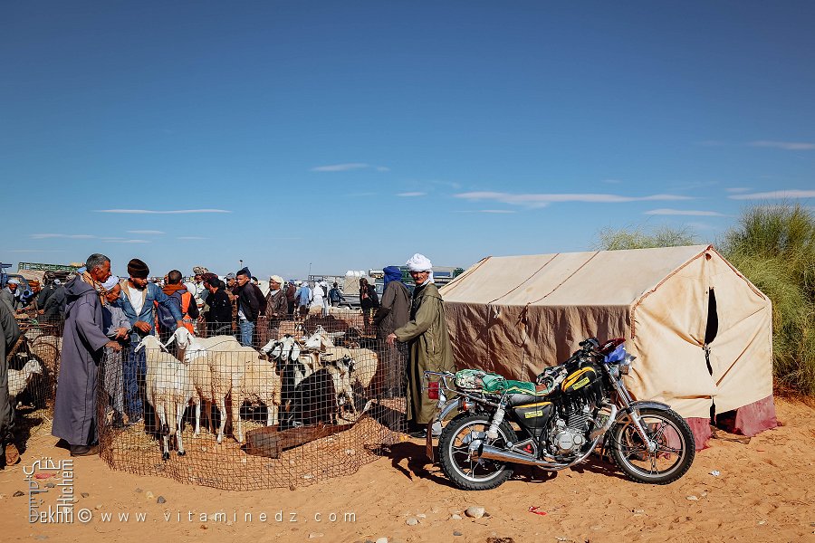 Rencontre entre éleveurs et acheteurs à la waada d'El Benoud (Wilaya d'El Bayadh), Algérie