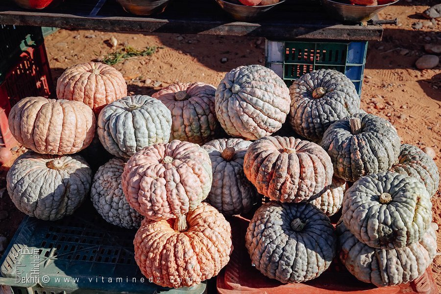 Grosses citrouilles du désert : le fruit de la patience et de la terre