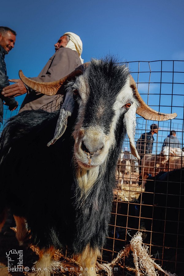 Petite chèvre faisant la pose : l’innocence du marché