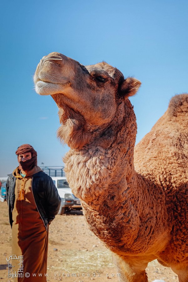 Superbe chameau roux et touffu : la fierté du marché