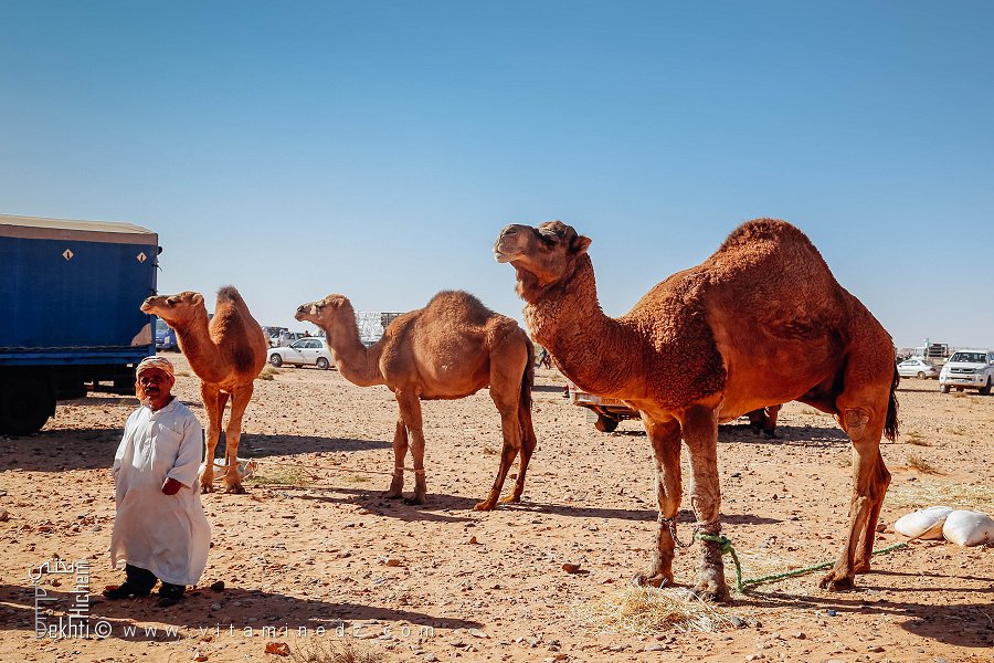 Un homme de petite taille avec trois chameaux : grandeur d’esprit et complicité