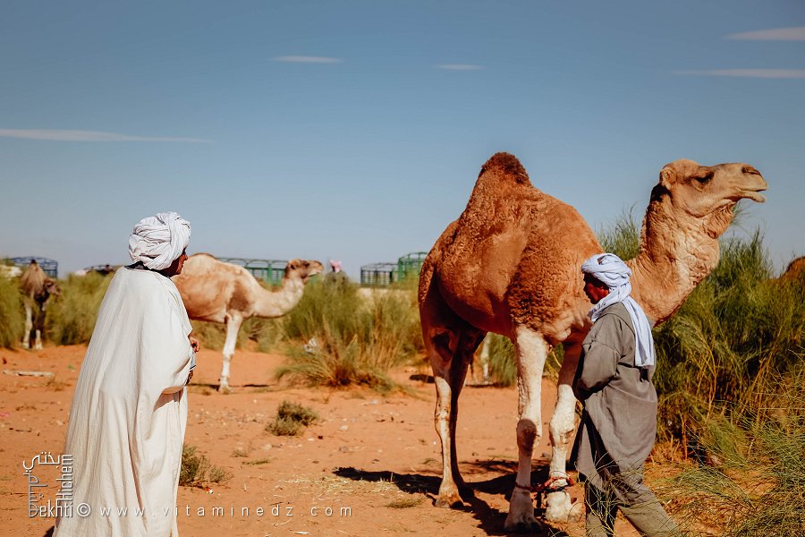 Vieux éleveur de chameaux : sagesse du désert