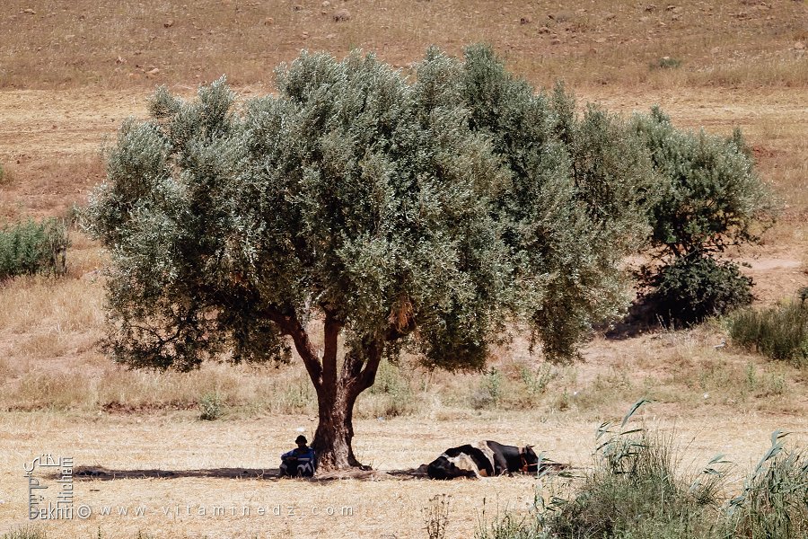 Belle image d'une vache et son berger assis à l'ombre d'un grand olivier, Commune de Hounet, Wilaya de Saïda