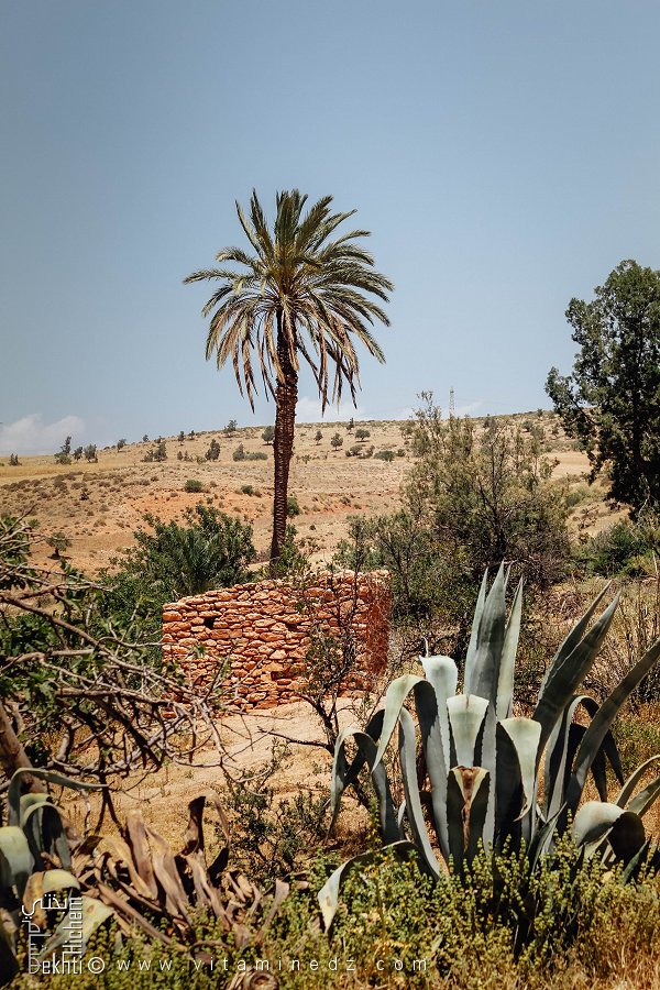Plante agave, un vieux palmier, une vieille bâtisse en pierre, Commune de Hounet, Wilaya de Saïda