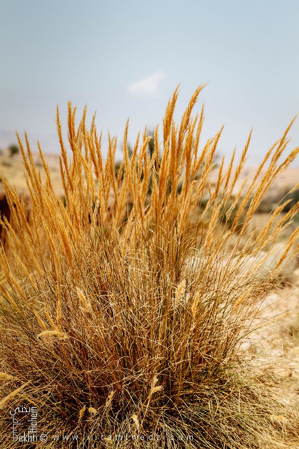 Plante Halfa, Commune de Hounet, Wilaya de Saïda